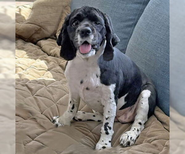 Medium Photo #20 Cocker Spaniel Puppy For Sale in Arlington, VA, USA