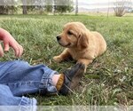 Small #2 Golden Retriever