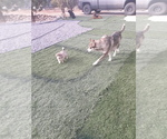 Small Photo #16 German Shepherd Dog-Jindo Dog Mix Puppy For Sale in PRESCOTT, AZ, USA