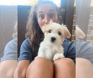 Coton de Tulear Puppy for sale in GORDONVILLE, PA, USA