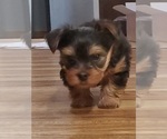 Small #6 Yorkshire Terrier
