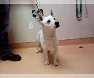 Mutt Dogs for adoption in Martinez, CA, USA