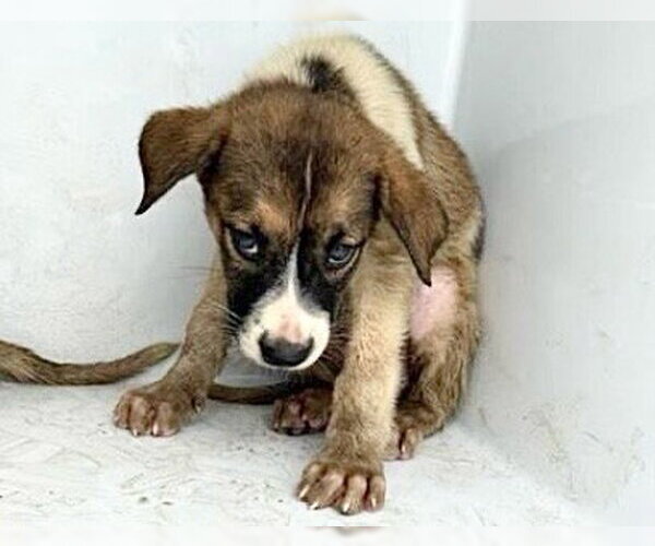 Medium Photo #1 Labrador Retriever Puppy For Sale in Houston, TX, USA