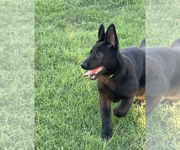 Medium Photo #1 German Shepherd Dog Puppy For Sale in WACO, TX, USA