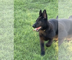 German Shepherd Dog Puppy for Sale in WACO, Texas USA