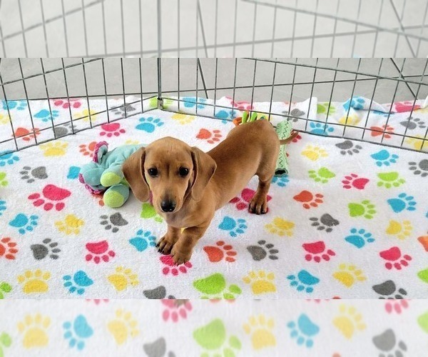 Medium Photo #2 Dachshund Puppy For Sale in ORO VALLEY, AZ, USA
