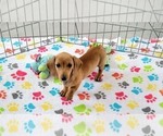Small #1 Dachshund
