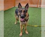 Small German Shepherd Dog Mix