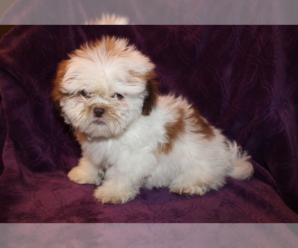 Medium Photo #1 Shih Tzu Puppy For Sale in BLOOMINGTON, IN, USA