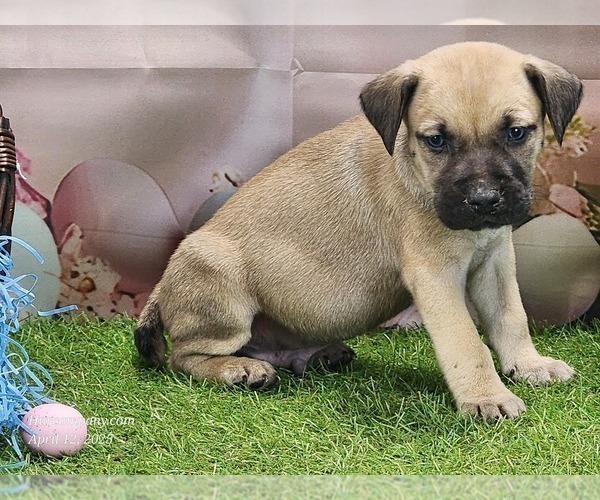 Medium Photo #10 Catahoula Leopard Dog Puppy For Sale in CUMBY, TX, USA