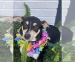 Small #2 Rat Terrier Mix