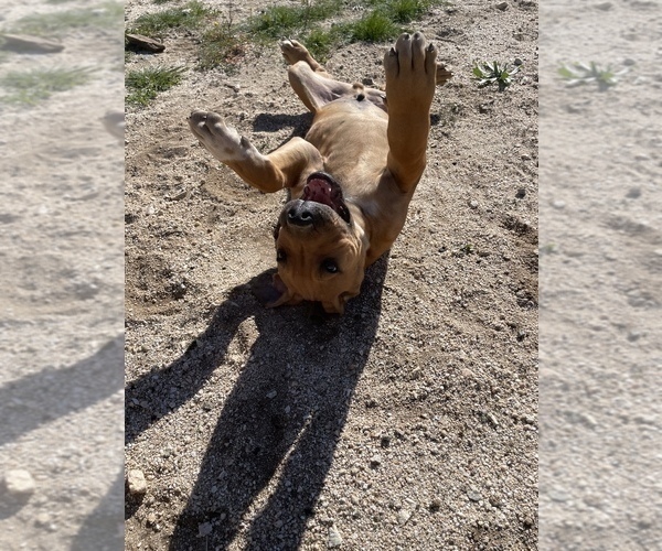 Medium Photo #19 Rhodesian Ridgeback Puppy For Sale in MORONGO VALLEY, CA, USA