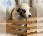 Small #1 Shetland Sheepdog