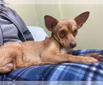 Small #2 Chihuahua