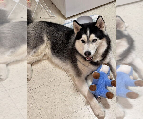 Medium Photo #4 - Mix Puppy For Sale in Bemidji, MN, USA