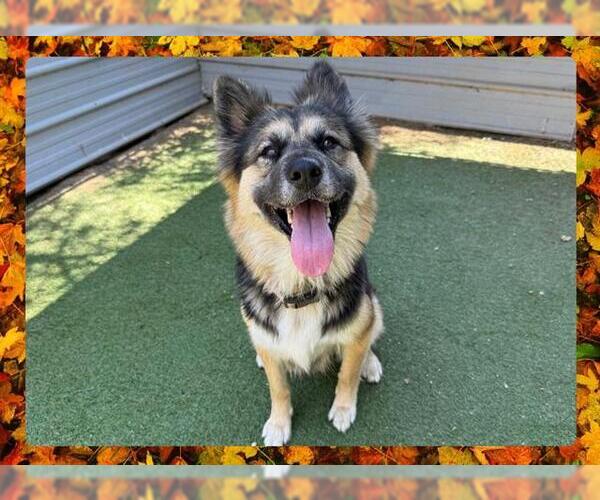 Medium Photo #1 German Shepherd Dog Puppy For Sale in Ojai, CA, USA