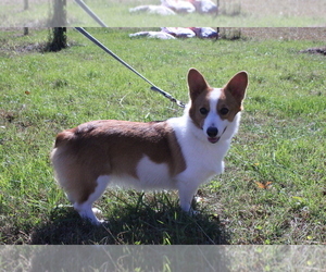 Mother of the Pembroke Welsh Corgi puppies born on 05/09/2022