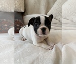 Small Photo #14 French Bulldog Puppy For Sale in JOHNS ISLAND, SC, USA