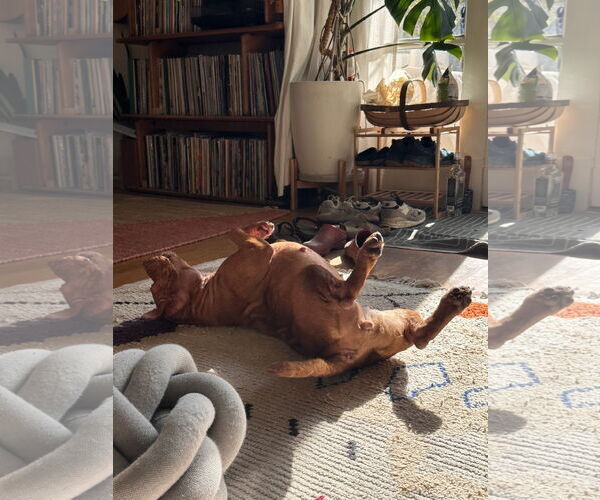 Medium Photo #5 American Pit Bull Terrier-Unknown Mix Puppy For Sale in Berkeley, CA, USA