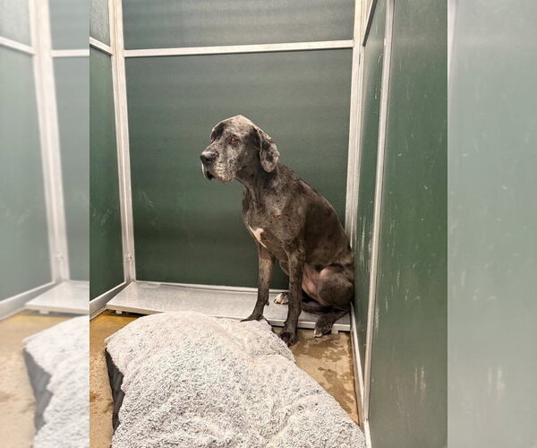 Medium Photo #4 Great Dane Puppy For Sale in Bullard, TX, USA