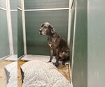 Small #3 Great Dane