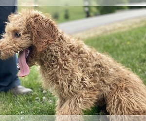 Goldendoodle (Miniature) Puppy for Sale in LA VALLE, Wisconsin USA