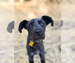Small #7 Mutt