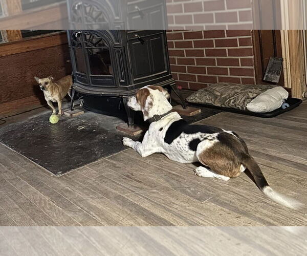 Medium Photo #5 Bagle Hound Puppy For Sale in Dunnellon, FL, USA