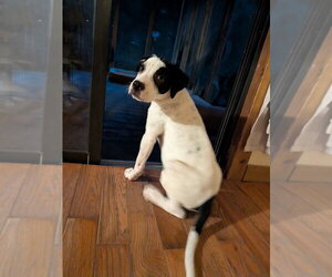 Nash - Male Labrador Retriever-Unknown Mix Dog for Adoption - Photo #2