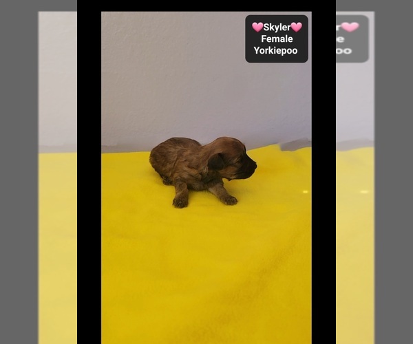Medium Photo #3 Yorkipoo Puppy For Sale in TUCSON, AZ, USA
