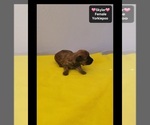 Skyler - Female Yorkipoo Puppy for Sale - Photo #3