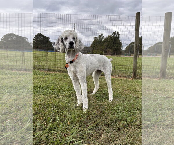 Medium Photo #3 Poodle (Standard)-Unknown Mix Puppy For Sale in Pacolet, SC, USA