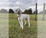 Small Photo #3 Poodle (Standard)-Unknown Mix Puppy For Sale in Pacolet, SC, USA