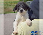 Small #4 Border-Aussie