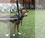 Small #17 Labrador Retriever Mix