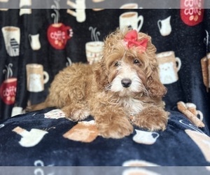 Cock-A-Poo Puppy for sale in LAKELAND, FL, USA
