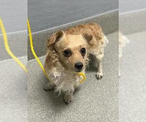 Chihuahua-Unknown Mix Dogs for adoption in Las Vegas, NV, USA