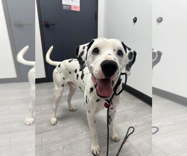 Medium Photo #6 Dalmatian-Unknown Mix Puppy For Sale in Woodbury, NY, USA