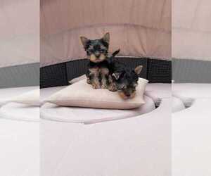Yorkshire Terrier Puppy for sale in EMPIRE STATE, NY, USA