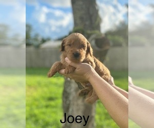 Goldendoodle Puppy for sale in BRADENTON, FL, USA