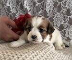 Small Cavachon-Shih Tzu Mix