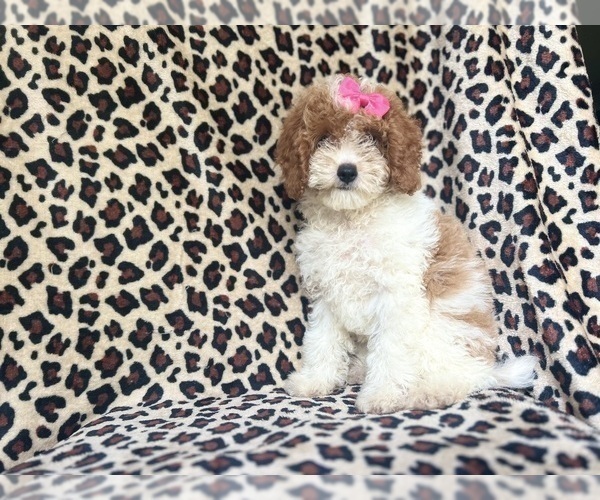 Medium Photo #7 Cock-A-Poo Puppy For Sale in LAKELAND, FL, USA