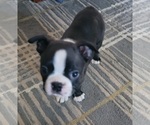 Puppy Eros Boston Terrier