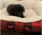 Small Photo #9 Shih Tzu Puppy For Sale in EDMOND, OK, USA