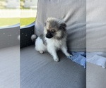 Puppy Puppy 1 Pomeranian