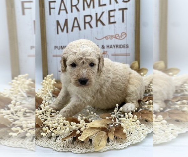 Medium Photo #2 Goldendoodle Puppy For Sale in MARYVILLE, MO, USA