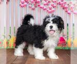Puppy 5 Miniature Bernedoodle