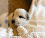 Small Photo #18 Great Pyrenees Puppy For Sale in FALCON, CO, USA