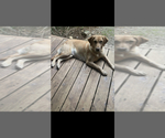 Small Photo #1 Labrador Retriever Puppy For Sale in RIDGEFIELD, WA, USA