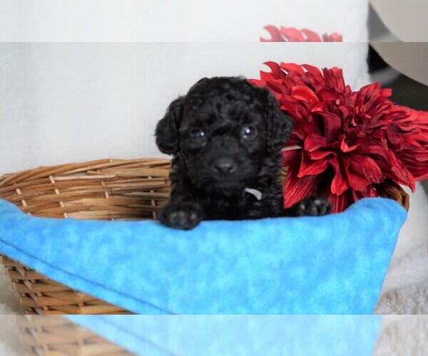 Medium Photo #1 Goldendoodle-Poodle (Miniature) Mix Puppy For Sale in FREDERICKSBG, OH, USA